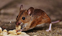 24 Hour & Emergency Exterminators in Naytahwaush, MN